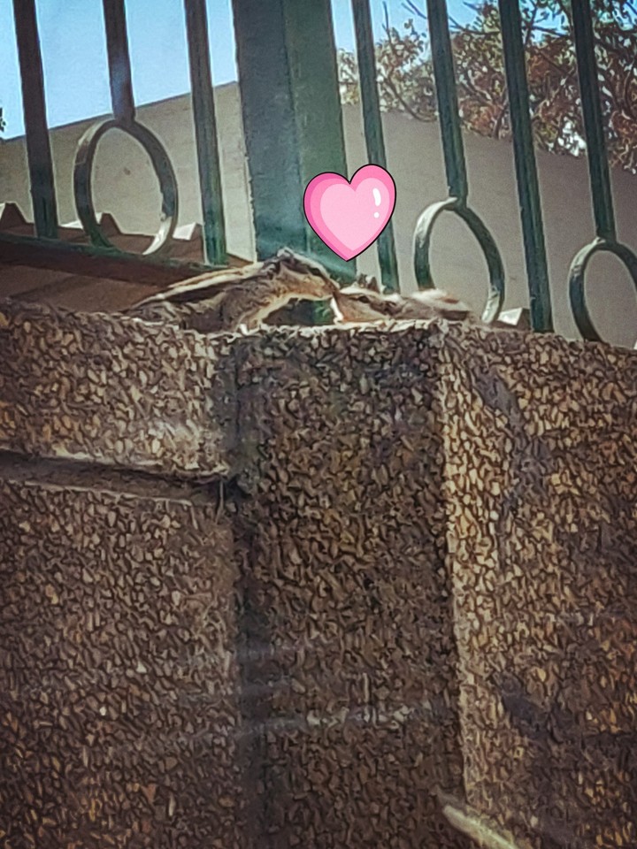 Squirrels♥️