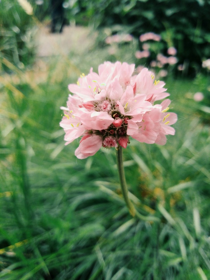 milan's flowers