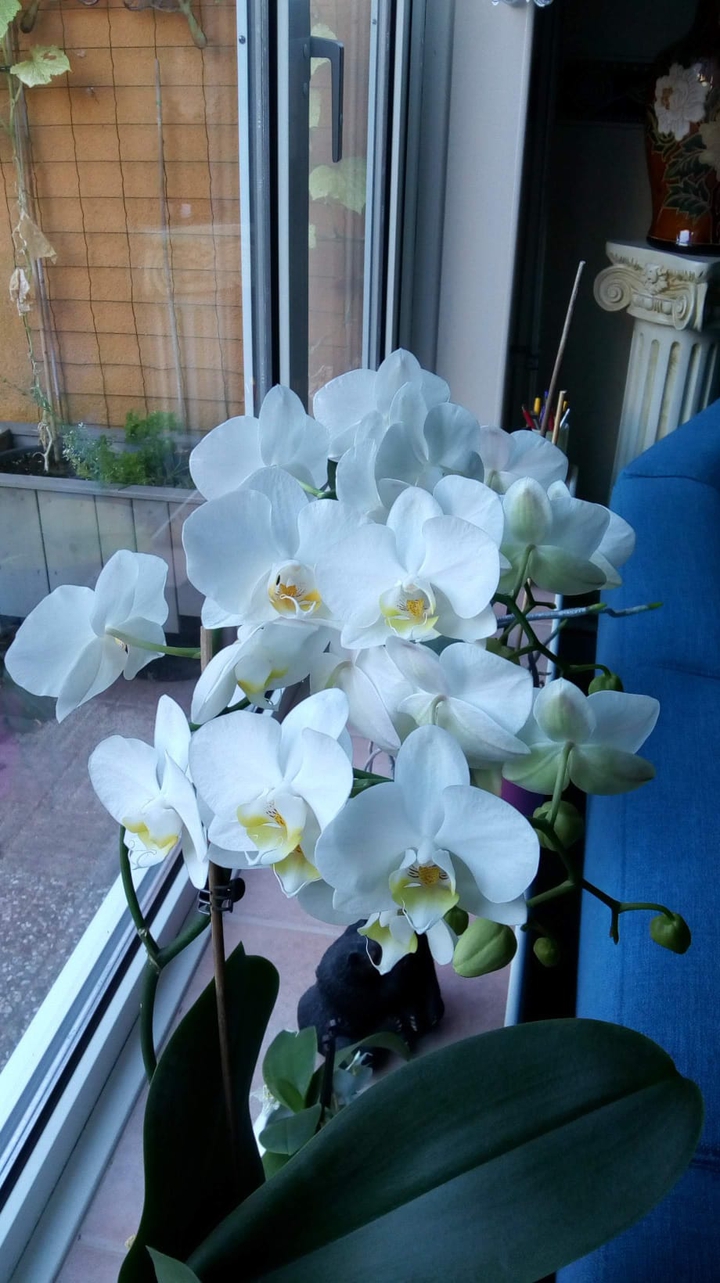 heel mooi wit deze orchideeën, heeft hét 9 jaar gedaan
