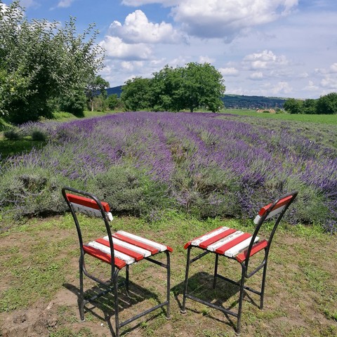 Lavender field