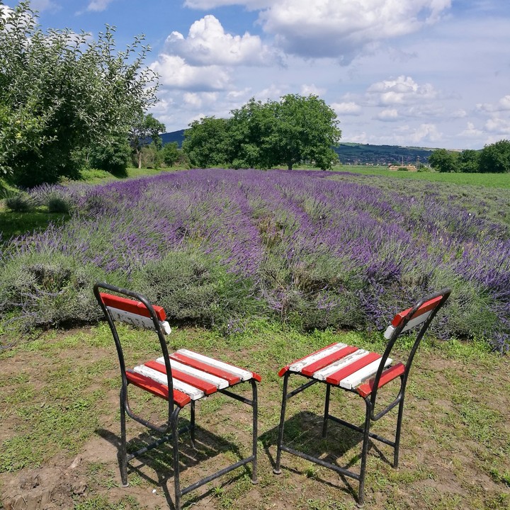 Lavender field