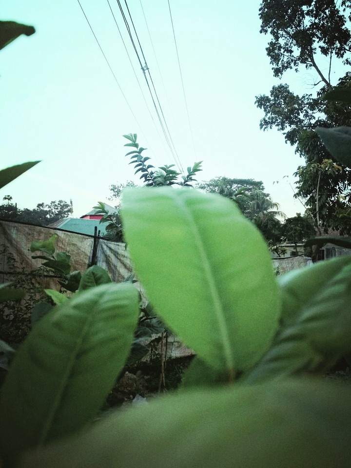 sky line