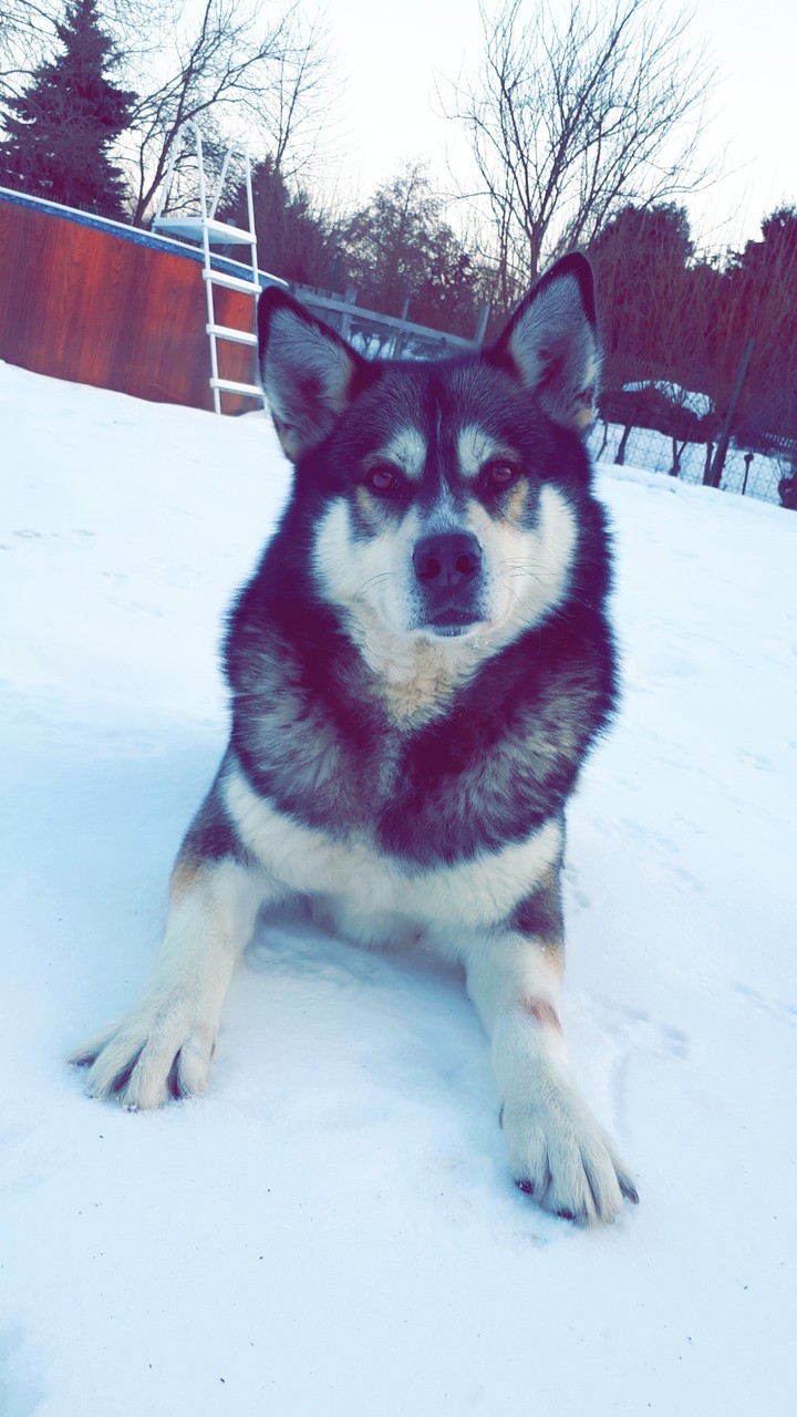 Love my dog❤