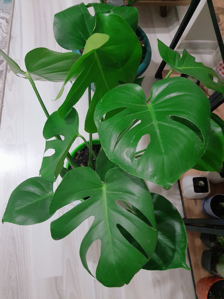monstera
