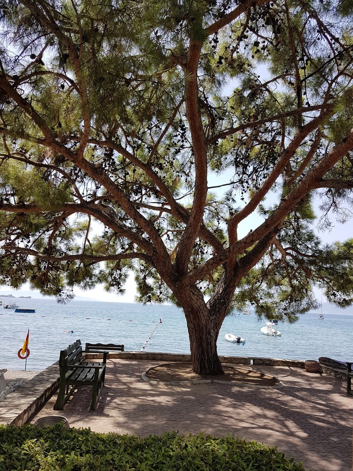 tree