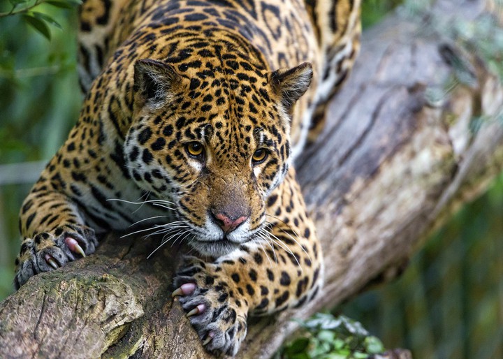 Wild Beauty