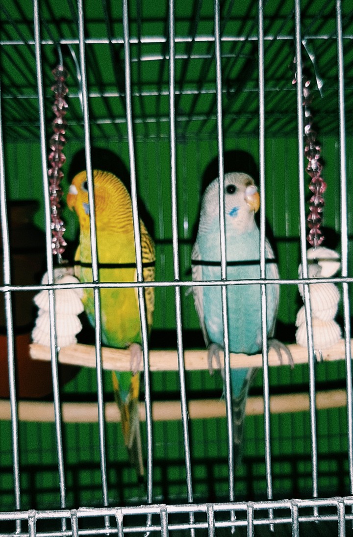 My bird