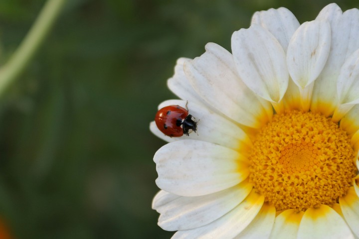 lady bug