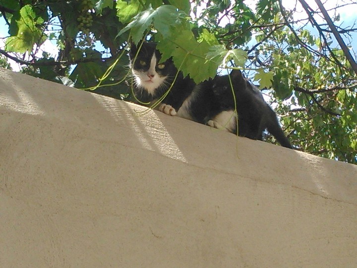 cat