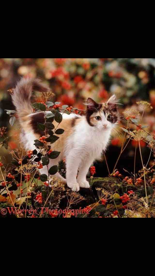 Lovely cat