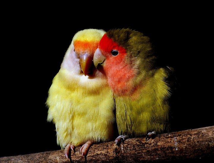 birds