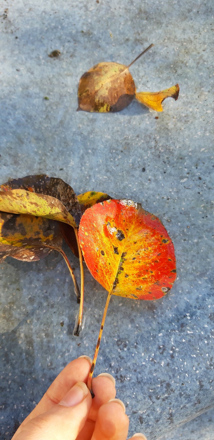 leaves....