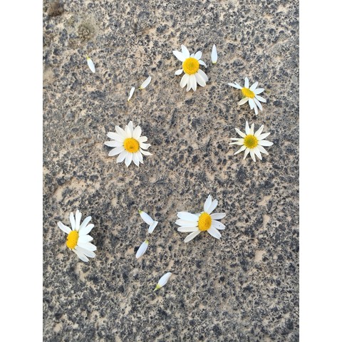 plant, summer桌布