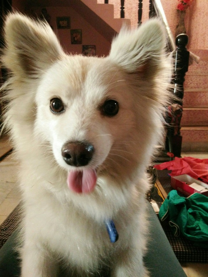 white dogy