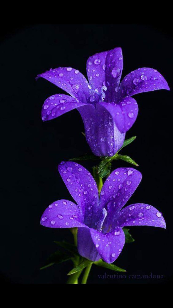 Purple flowers.