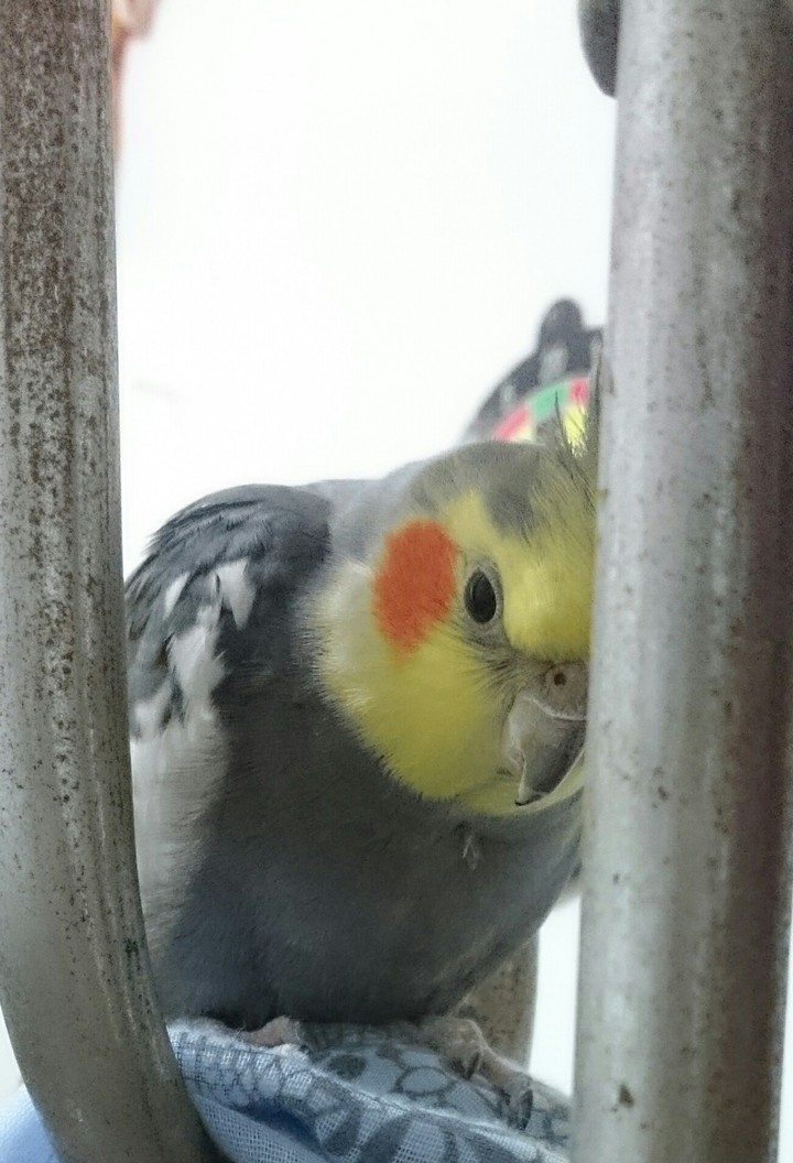 hello ?