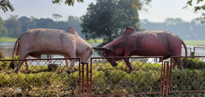 Bull fight