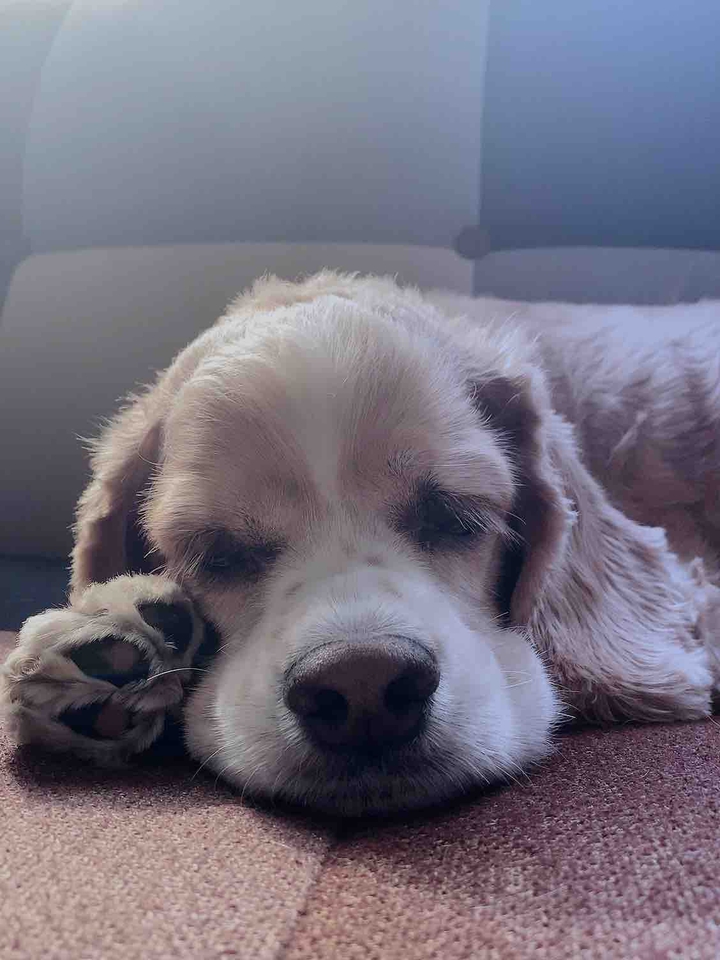 Sleepy Doggie