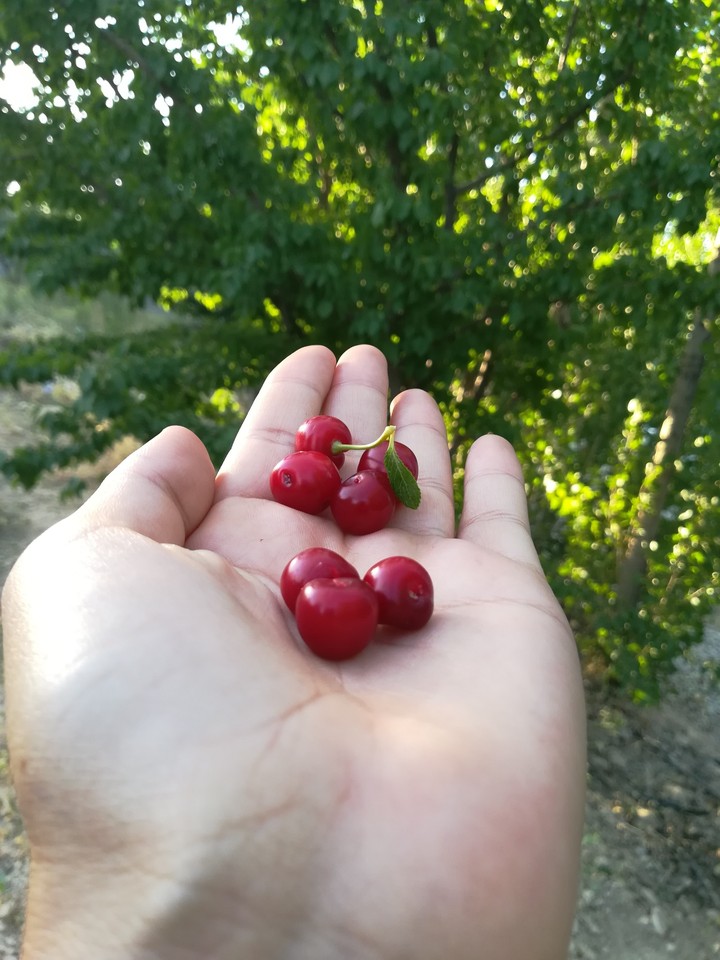 گیلاس باغ ما