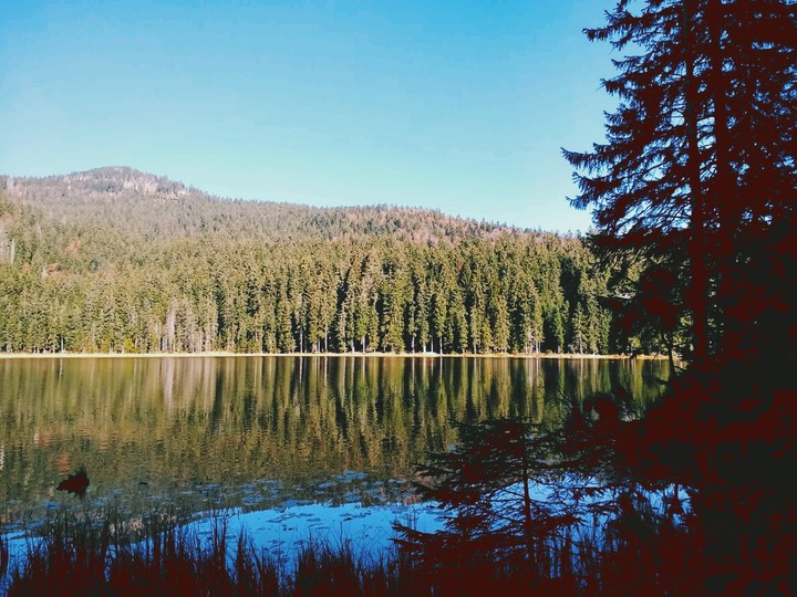Wald mit See