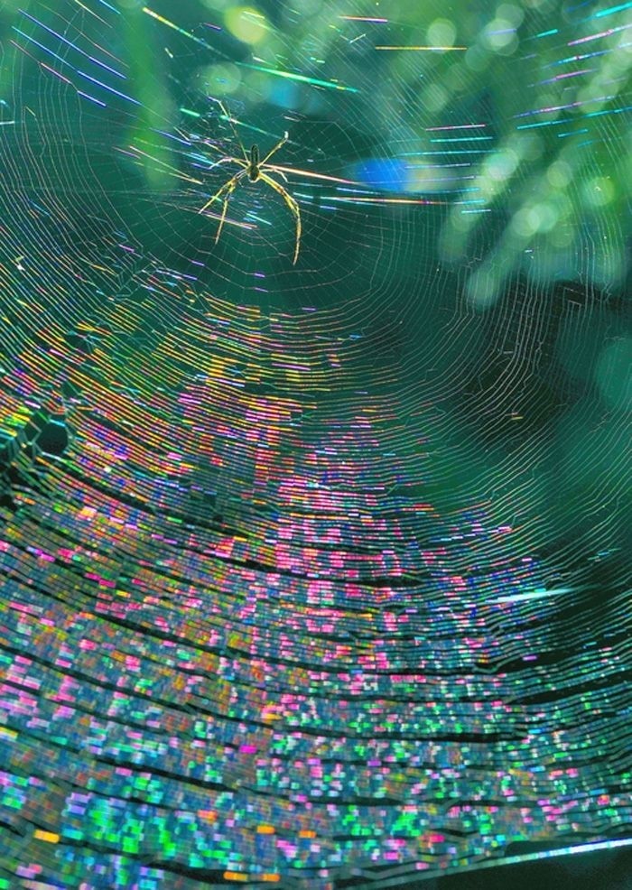 Spider