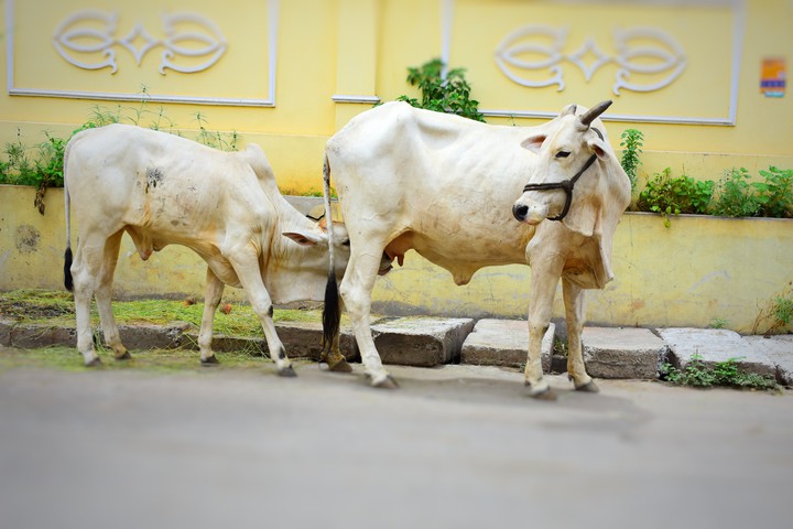 cow