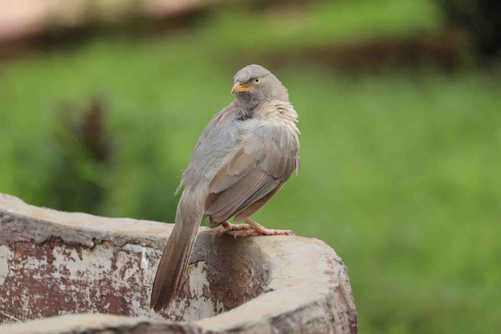 bird