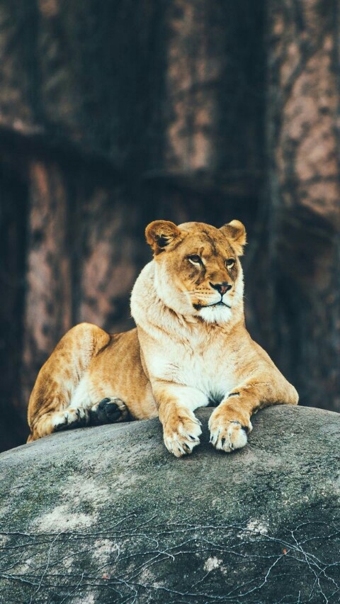 big cat
