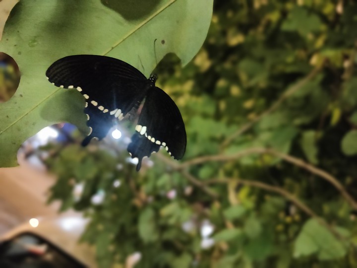 butterflight