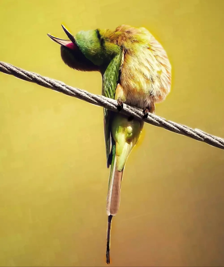 green bee eater