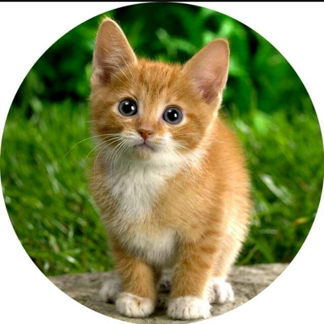 lovely cat