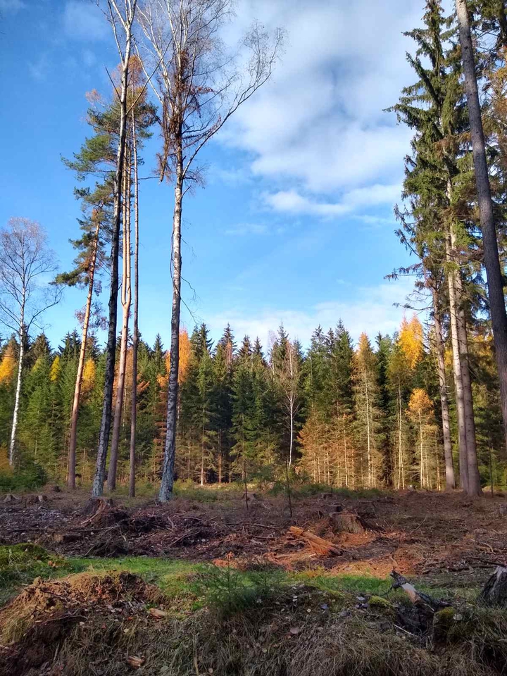Forest