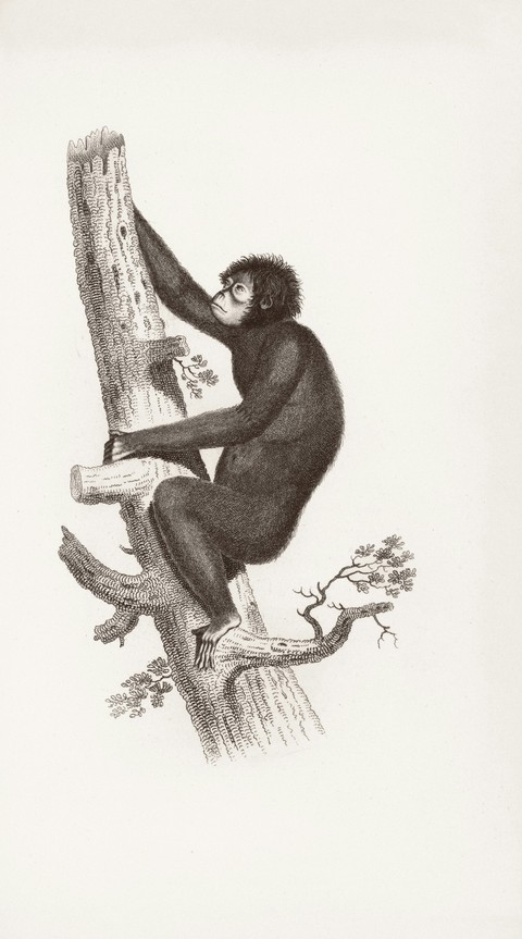 tapety Tail, illust