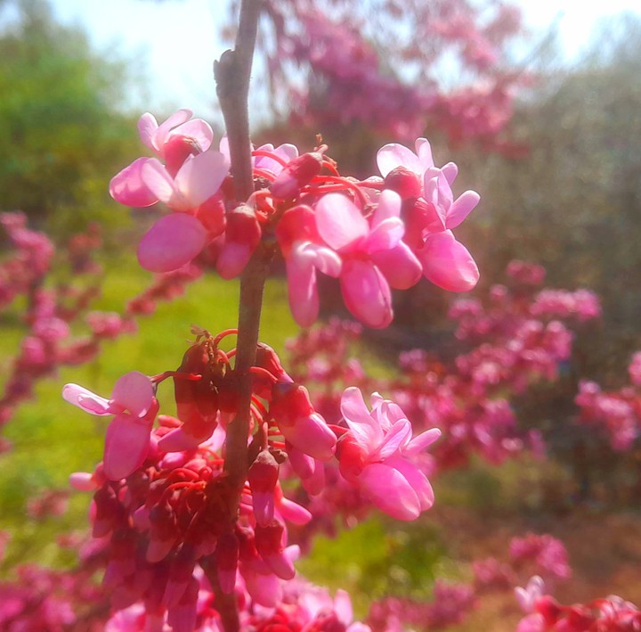 flower 1
