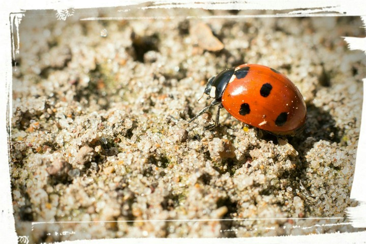 ladybug