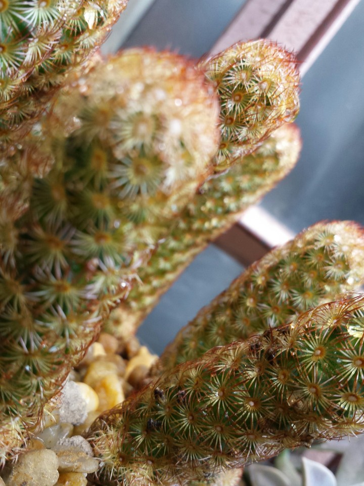 Cactus