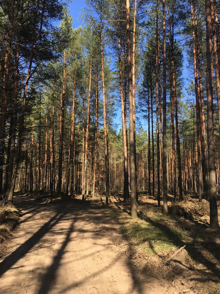 Green Forest