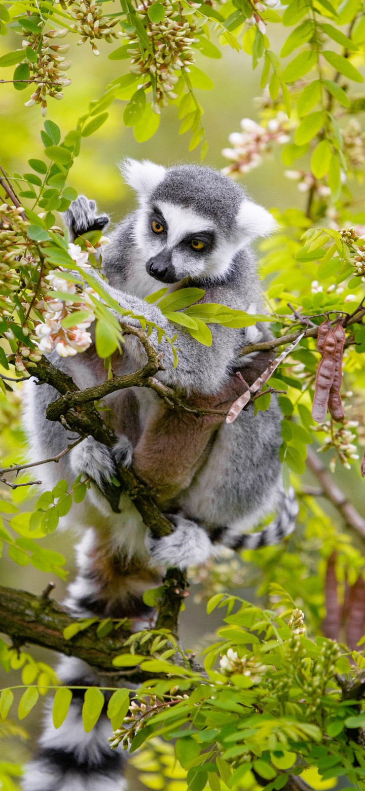 lemur