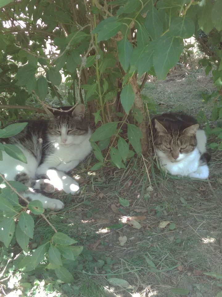 Mes 2 chats