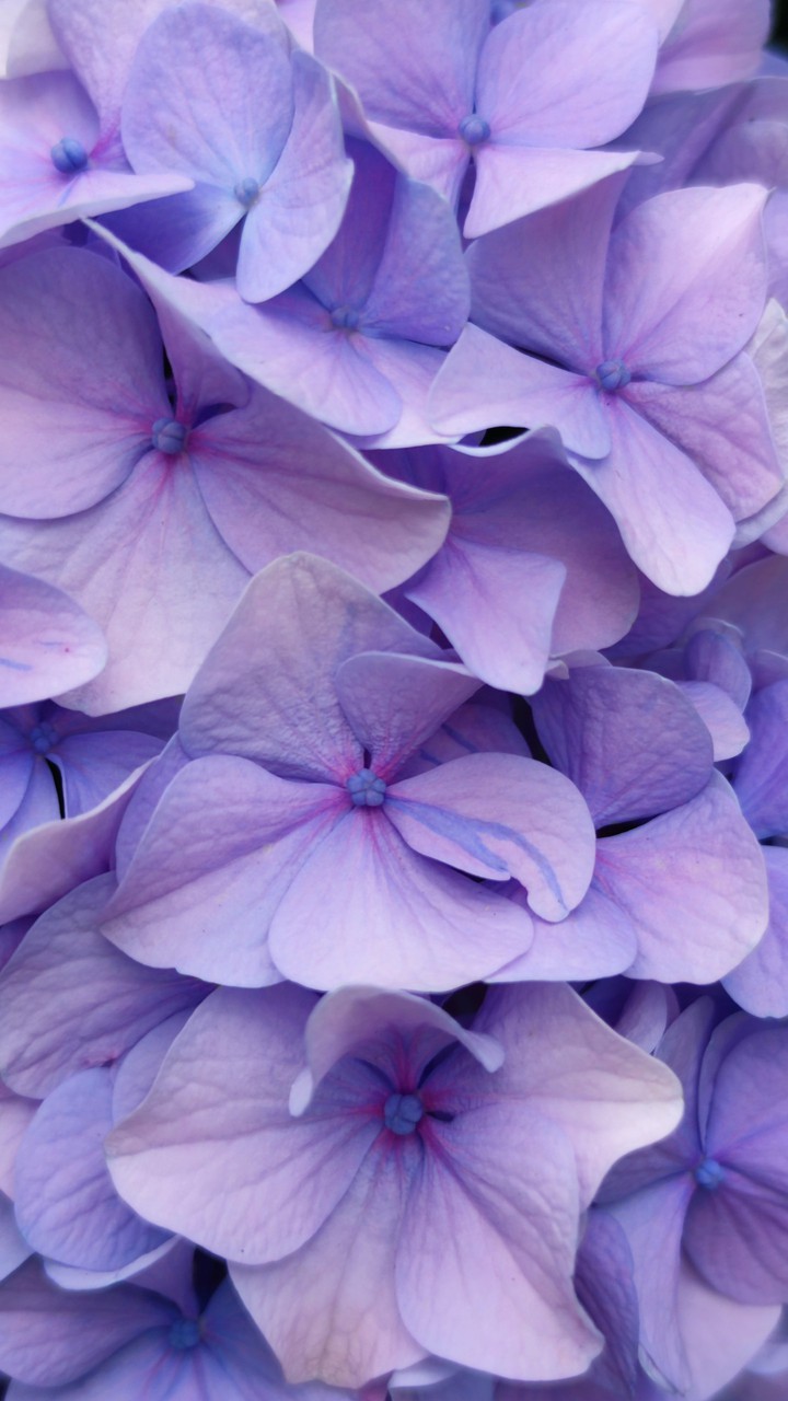 Hortensias