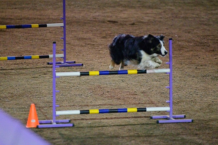If It's Not A Broder Collie iIt's Just A Dog