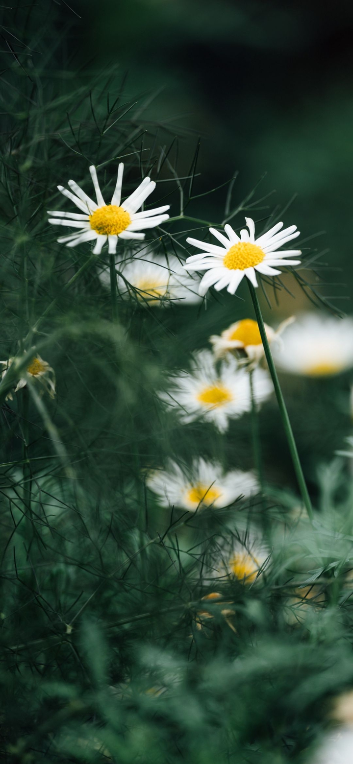 plants