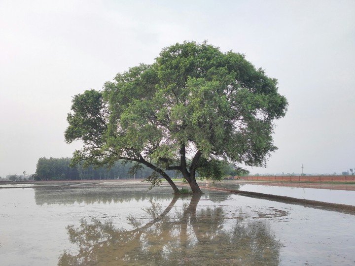 #rain #water #nature