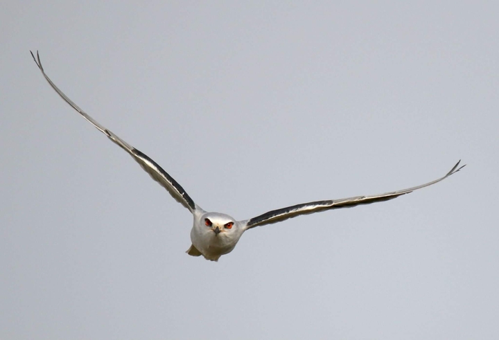 Elanus caeruleus