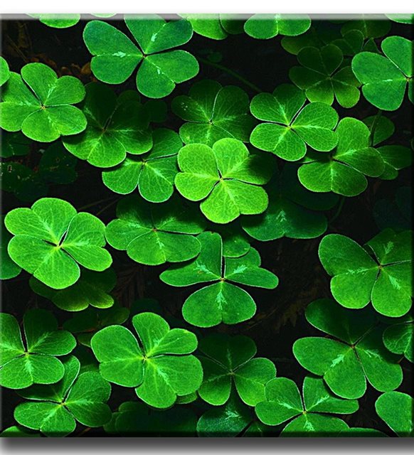 4 Leaf Clover