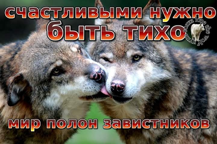 Волчата