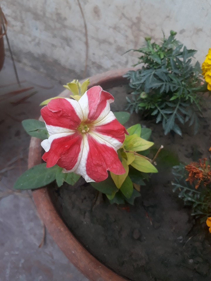Amazing Flowers