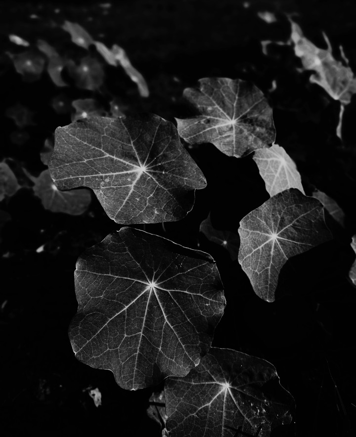 Dark shades of nature