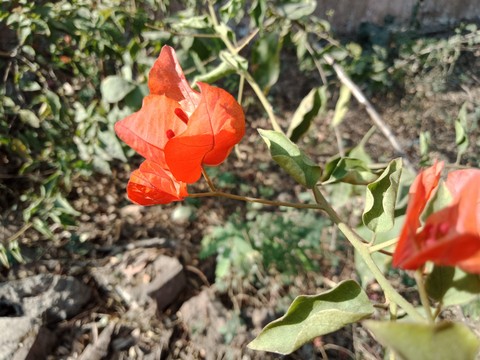 paper flowers