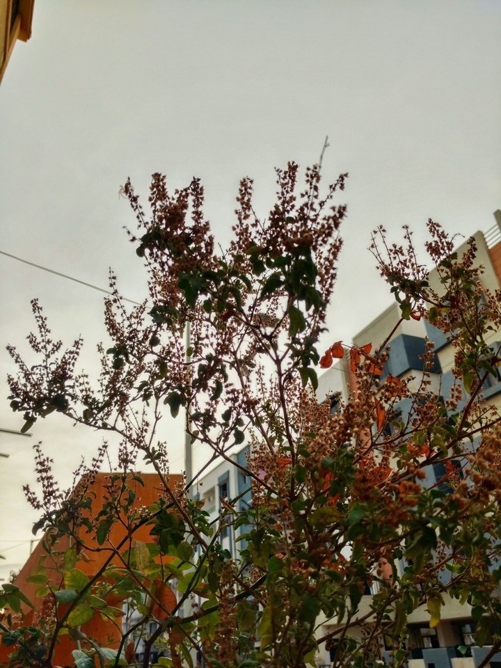 blossom
